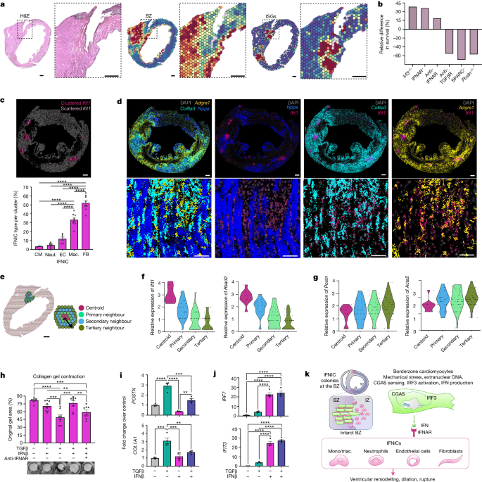 Fig. 5: MI-induced IFNIC colonies co-localize at ventricular rupture sites.