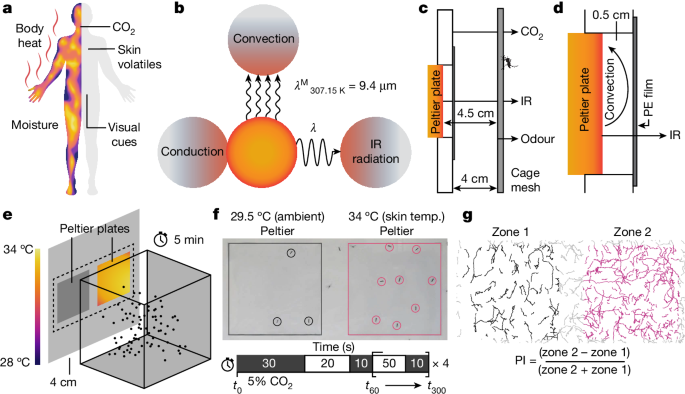 蚊は体温から赤外線を感知し、人間を追跡する(Mosquitoes sense infrared from body heat to help track humans down)