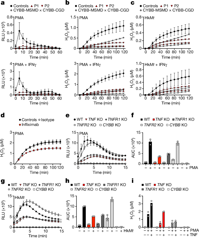 Fig. 3: Reduced NADPH oxidase activity in TNF-deficient GM-CSF-matured macrophages.