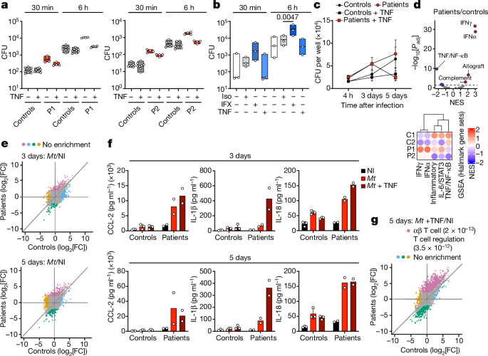 Fig. 5: The role of TNF against L. monocytogenes and M. tuberculosis.