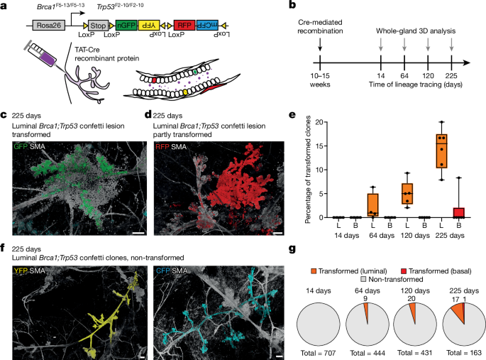 Fig. 1: Brca1−/−;Trp53−/− lesion formation is accompanied by fields of morphologically normal ducts carrying mutant cells.