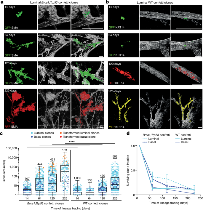 Fig. 2: Long-term unbiased lineage tracing in adult mammary gland under mutant and homeostatic conditions.