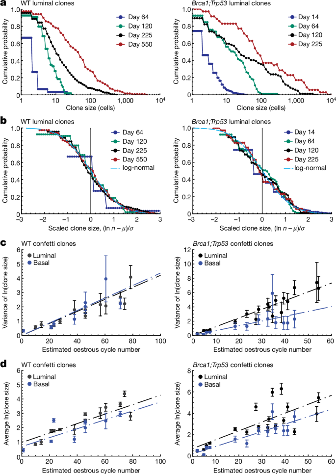 Fig. 3: Clone sizes follow a log-normal distribution.