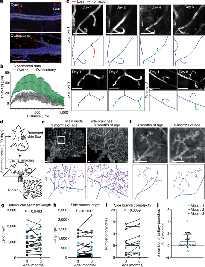Fig. 4: Clonal expansion beyond MaSC-descendant units by local remodelling.