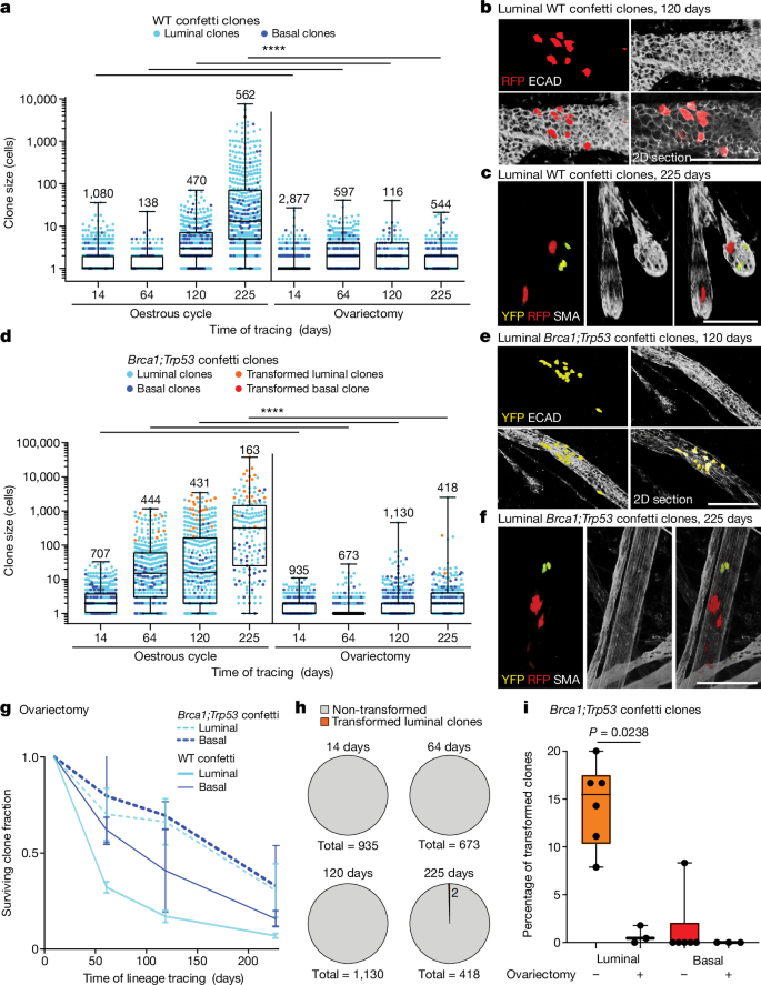 Fig. 5: Field clonalization and cancerization are abolished in the absence of the oestrous cycle.