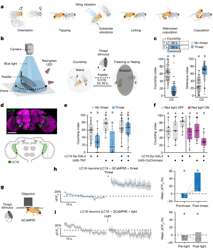 安全よりもセックスを選ぶオスのショウジョウバエにとって愛は盲目である(Love is blind for male fruit flies who will choose sex over safety)