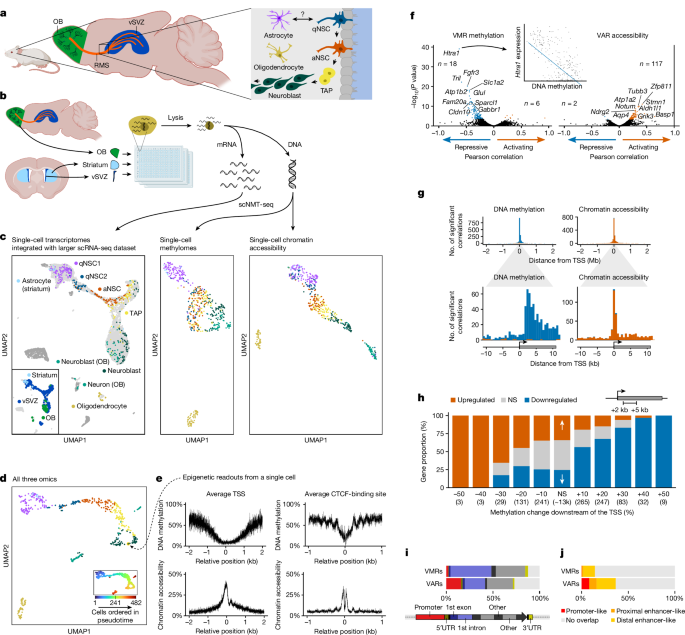 Fig. 1: Single-cell triple-omics of the adult NSC lineage.