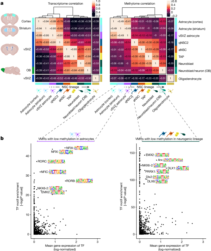Fig. 2: Despite similar gene expression, NSCs possess a unique methylome that distinguishes them from other astrocytes.