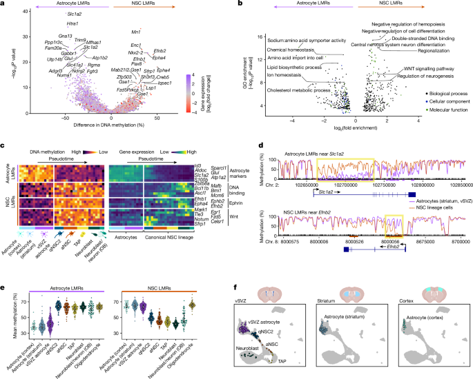 Fig. 3: NSCs possess a pro-neurogenic methylome that clearly distinguishes them from common parenchymal astrocytes.