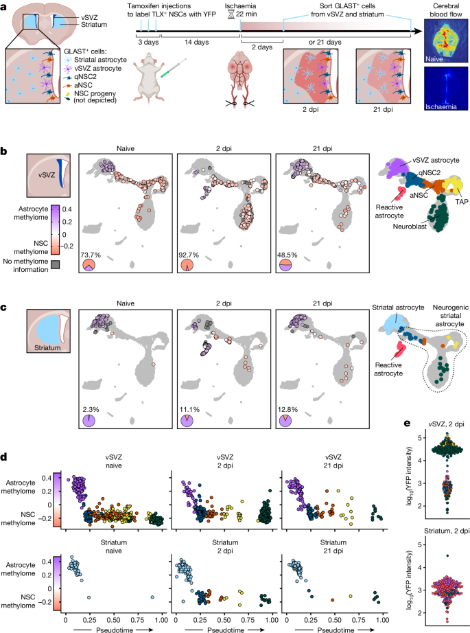 Fig. 4: Ischaemic injury induces an NSC methylome in striatal astrocytes.