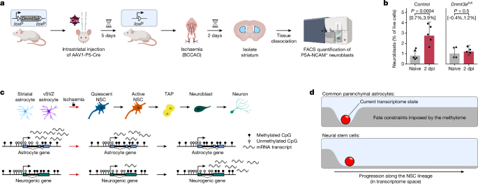 Fig. 5: Ischaemic injury does not induce neurogenesis in Dnmt3a-deficient mice.