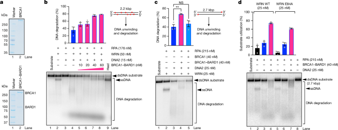 Fig. 1: BRCA1–BARD1 directly promotes resection by WRN-DNA2-RPA.