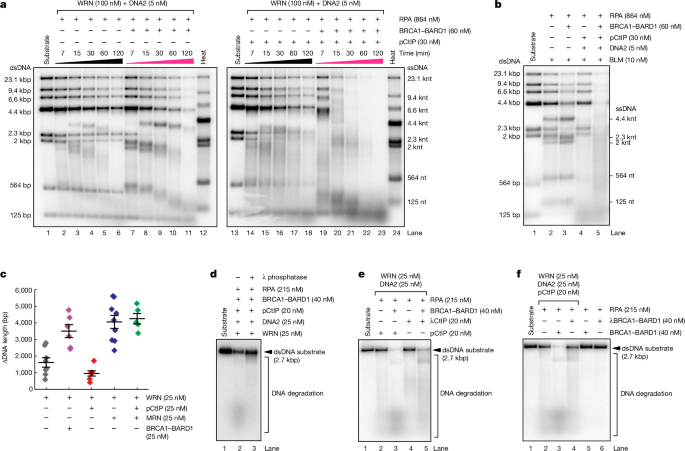 Fig. 3: BRCA1–BARD1 together with CtIP and MRN promote resection by WRN-DNA2-RPA.