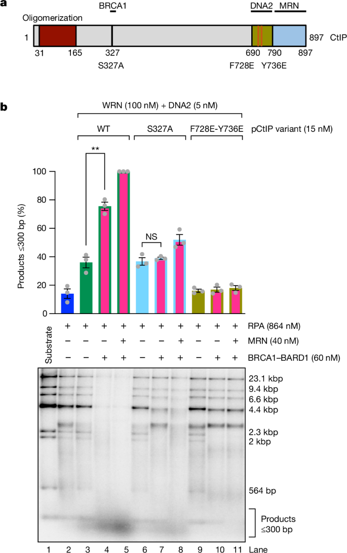 Fig. 4: The integrity of the BRCA1–C complex is required to promote resection.