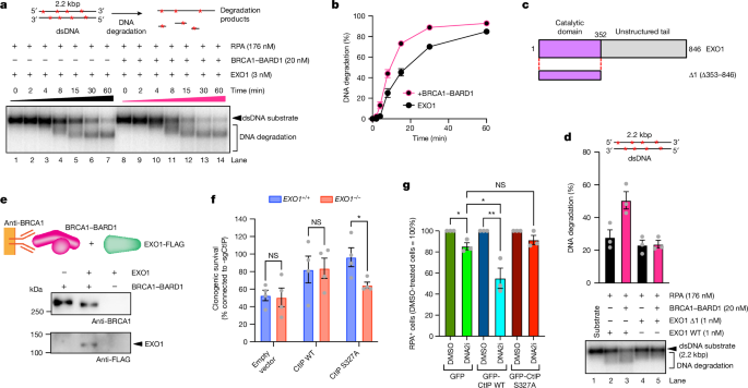 Fig. 5: BRCA1–BARD1 promotes resection by EXO1 independently of CtIP.