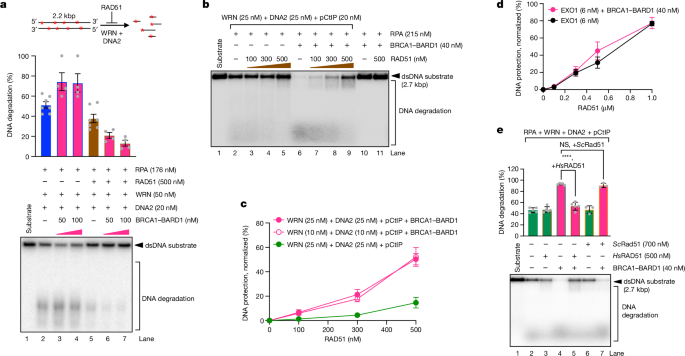 Fig. 6: BRCA1–BARD1 enhances RAD51-mediated DNA protection.
