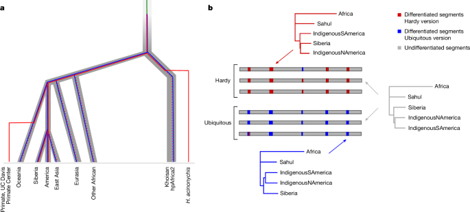 Fig. 2: Divergence and spread of Hardy and Ubiquitous gene pools.