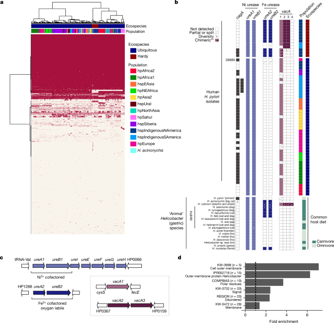 Fig. 4: Genome composition in human and animal Helicobacter.