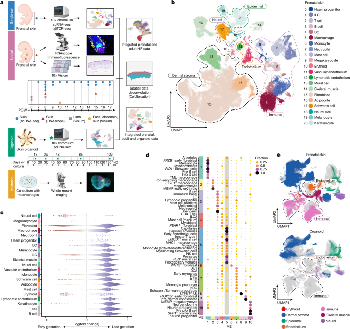 Fig. 1: A single-cell atlas of human prenatal skin.