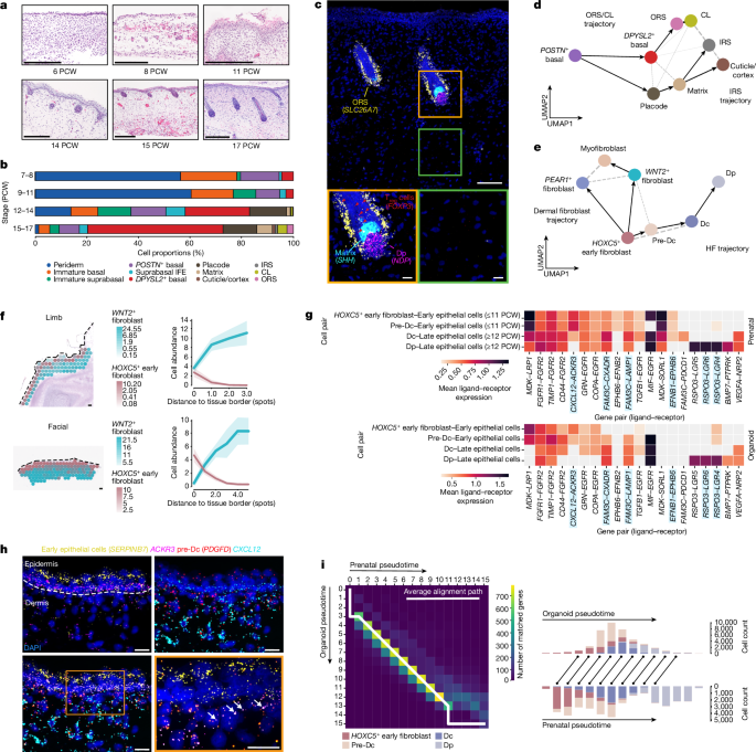 Fig. 2: Human prenatal HF development.
