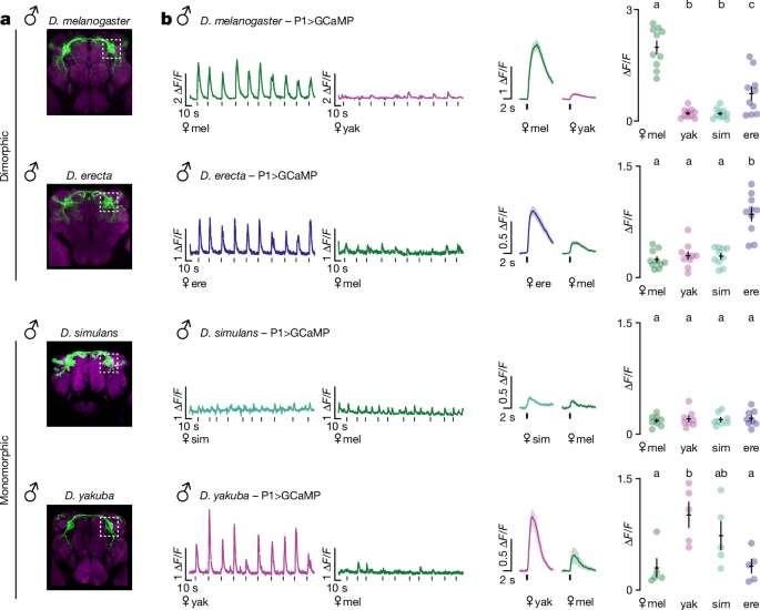 Fig. 2: P1 neurons of D. yakuba males share conspecific tuning pattern of dimorphic species.