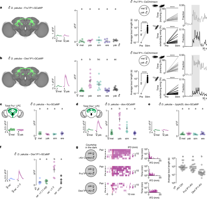 Fig. 4: Sensory specialization of Fru+ and Dsx+ P1 subpopulations in D. yakuba.