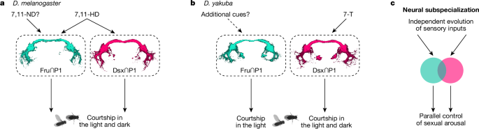 Fig. 5: Subspecialization of P1 neuron subtypes.