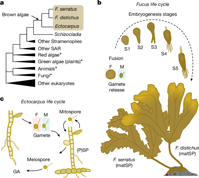 藻類の成長は砂時計モデルに従う(Algae growth follows the hourglass model)
