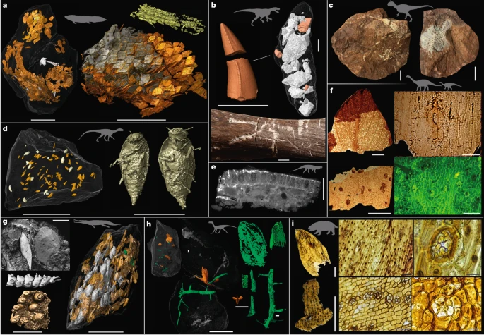 A, Bromalito espiral grande (Instituto de Paleobiologia, Academia Polonesa de Ciências (ZPAL) AbIII/3401), presumivelmente do grande dipnoano Ptychoceratodus38, contendo um peixe semi-articulado (note os detalhes das escamas ganóides articuladas e uma nadadeira pélvica). B, Marcas de mordidas e bromalitos ricos em ossos atribuídos ao arcosauro Smok36, exemplificados por uma fíbula de dicinodontes com marcas de dentes (ZPAL V.33/471) e um coprolito contendo dentes e ossos (ZPAL V.33/471). C, Bromalitos de siderita (Instituto Geológico Polonês—Instituto Nacional de Pesquisa (MUZ PGI OS-221/300 e 306)), provavelmente produzidos por grandes terópodes predadores, contendo grandes ossos, incluindo ossos de membros de crocodilomorfos. D, Um dos vários bromalitos de Silesaurus com insetos (ZPAL AbIII/3520) contendo espécimes quase completos do besouro Triamyxa coprolithica34,35. E, Osso temnosspondyl com dentes de regurgitalito ZPAL AbIII/3417a, que também contém restos de peixe e supostos restos de arcosauros (Informações Suplementares). Produtor: Polonosuchus. F, Fósseis vegetais de bromalitos de herbívoros. Parte superior esquerda, pinna de Komlopteris (Paleozóico e Mesozoico da Coleção Nacional de Biodiversidade—Herbário KRAM no Instituto de Botânica W. Szafer, Academia Polonesa de Ciências (KRAM) P PM 68/HS4/13). Parte superior direita, superfície abaxial e estoma de Desmiophyllum KRAM P PM 68/HS5/25. Parte inferior esquerda, cutícula de ginkgo com corpos de resina, KRAM P PM 68/HS2/5. Parte inferior direita, detalhes da cutícula abaxial de Nilssonia por microscopia de fluorescência de KRAM P PM 68/PS6/10. Veja também Barbacka et al.42 e as Informações Suplementares. G, Fragmento de coprolito grande contendo peixe ZPAL AbIII/3440, provavelmente produzido pelo fitossauro Paleorhinus, e close-ups de uma placa de dente e vértebras articuladas de peixe. H, Fragmentos de bromalitos alongados contendo plantas (ZPAL V.33/1203, ZPAL V.33/1206 e ZPAL V.33/1037). I, Fragmentos de plantas de bromalitos de dicinodontes dissolvidos por ácido (ZPAL V.33/1107-1109). Os bromalitos são provenientes de Krasiejów (a, d, e, g), Lisowice (b, h, i) e Sołtyków (c, f). Barras de escala, 10 mm (a, b, c, d (esquerda), e, g (direita)); 1 mm (d (direita), f (esquerda), g (inserção), g (esquerda), h (todos)); 0,5 mm (i (esquerda)); 0,1 mm (i (meio)); 50 µm (f (direita), i (direita)). Créditos: Imagens adaptadas com permissão de: a, ref. 38, Springer Nature Limited; b, ref. 36, Springer Nature Limited; d, ref. 35, Elsevier.