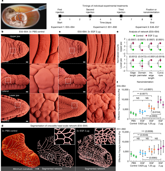 Fig. 2: Agonism of epidermal growth substantially modifies crocodile head-scale patterning.