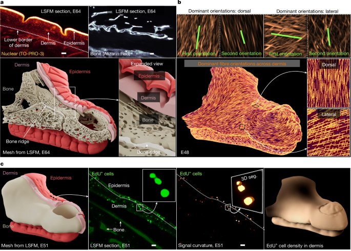 Fig. 3: Estimating the mechanical parameters of crocodile head-scale patterning using LSFM.