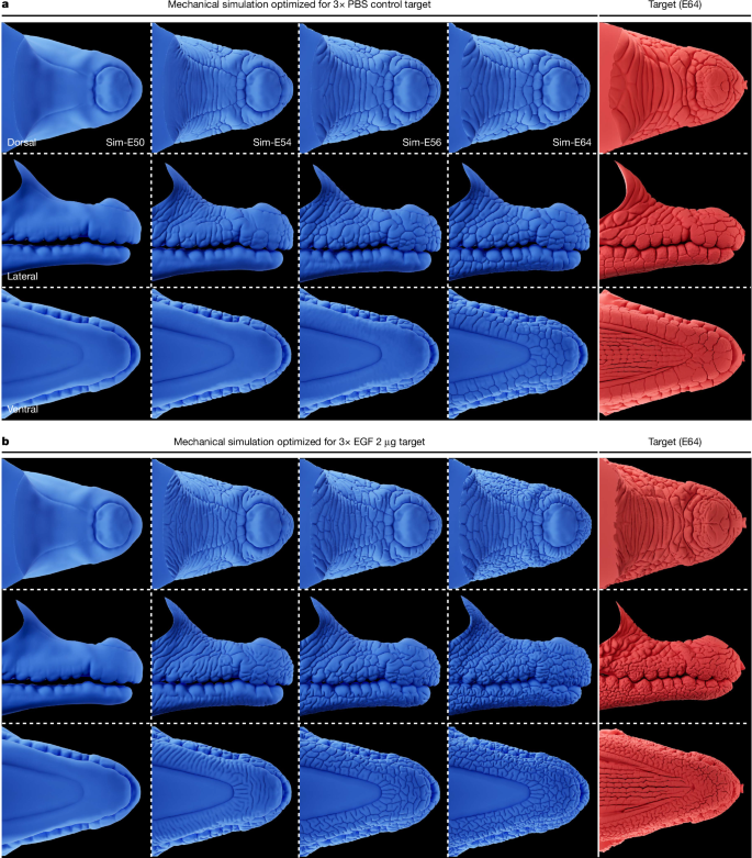Fig. 4: Mechanical growth simulations recapitulate natural and modified head-scale patterning.