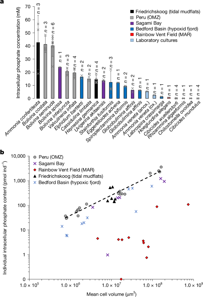Fig. 1: Intracellular phosphate storage in benthic foraminifera from diverse marine environments.
