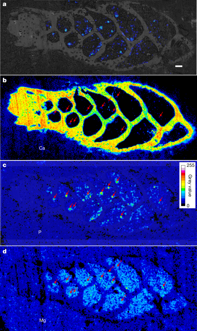 Fig. 2: Elemental maps of B. spissa cross-section.