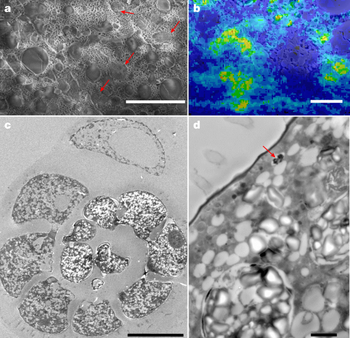 Fig. 3: Ultrastructure of A. veneta specimens.