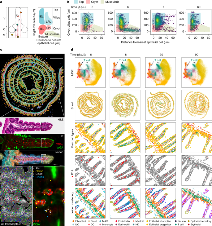 Fig. 1: Characterization of the spatial and transcriptional state of antigen-specific CD8 T cells in response to acute viral infection in the mouse SI with spatial transcriptomics.
