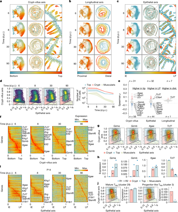 Fig. 2: Intestinal regionalization along key axes informs TRM cell diversity in the mouse intestine.