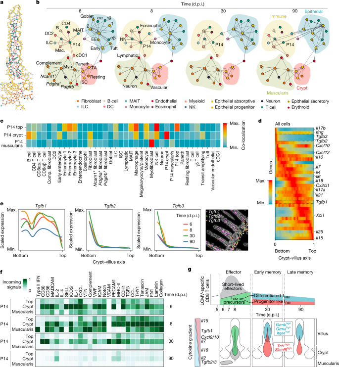 Fig. 3: Differential cytokine gradients and cellular communities across intestinal niches.