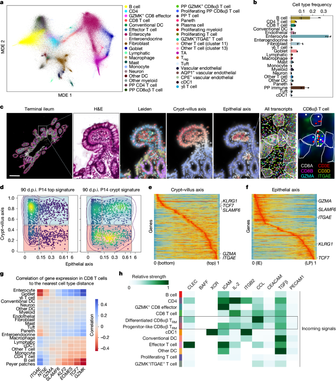 Fig. 5: CD8 T cell phenotypic diversity in the human ileum is spatially imprinted.