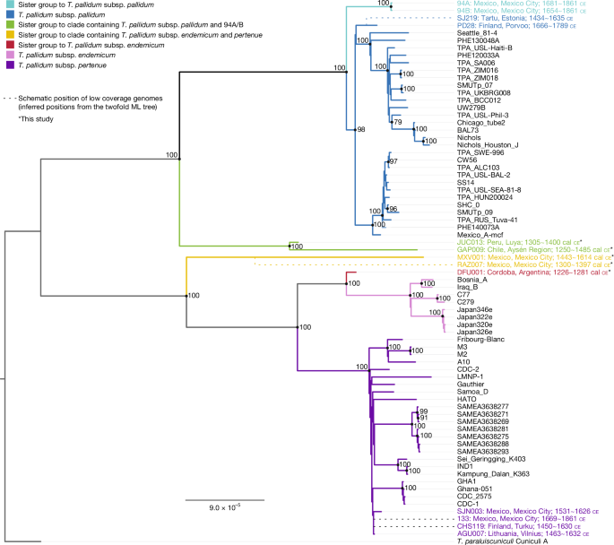Fig. 3: Maximum likelihood-based phylogenetic reconstruction.