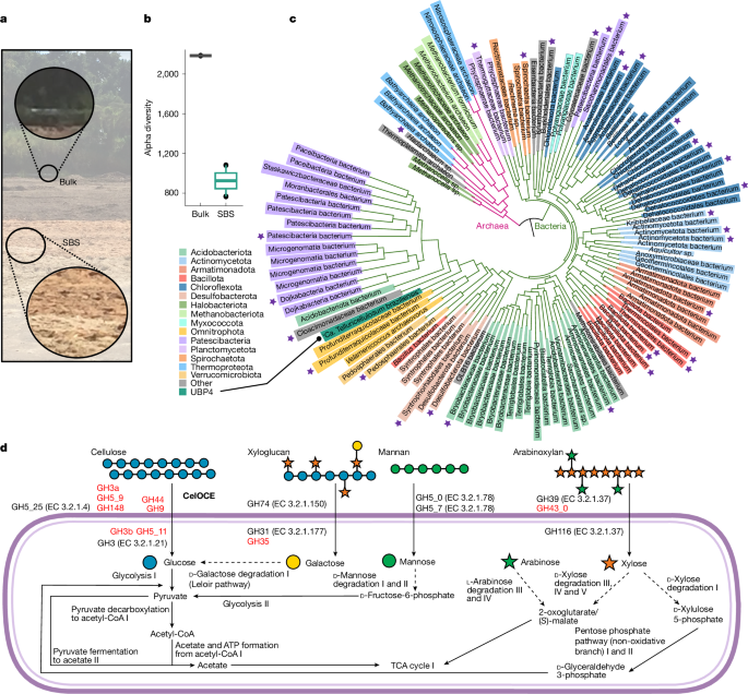 Fig. 1: Metagenome of long-term sugarcane bagasse-covered soil.