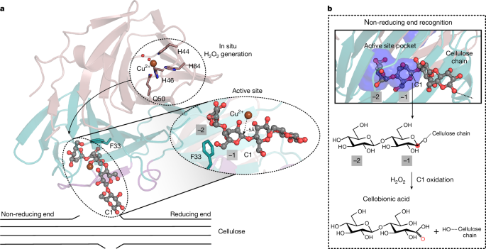 Fig. 4: Cellulose recognition and proposed cleavage mechanism.
