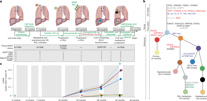 Fig. 1: Patient pathway overview, cancer phylogenetics and ctDNA analyses.