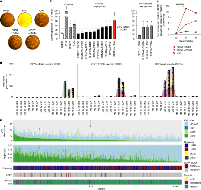 Fig. 2: T cell reactivity to personalized neoantigen vaccine epitopes.