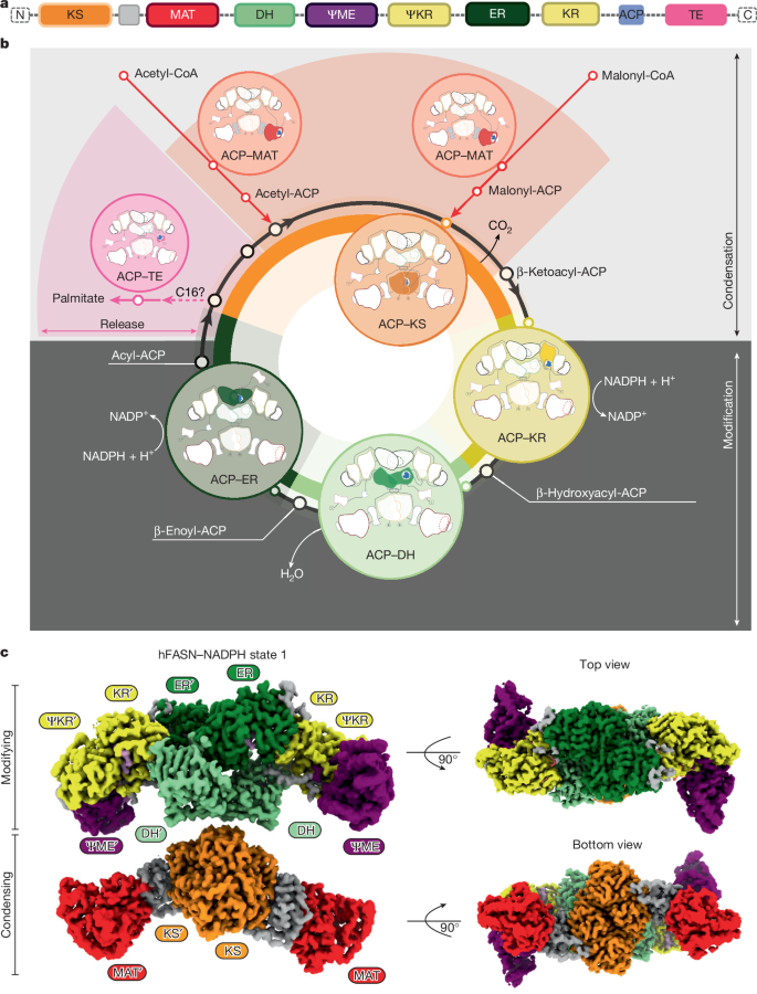 Fig. 1: Cryo-EM structure of full-length hFASN with NADPH reveals characteristic mammalian FASN topology.