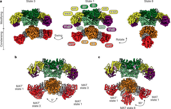 Fig. 2: Cryo-EM structures of hFASN reveals structural flexibility.