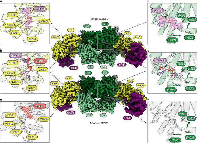 Fig. 3: Oxidation state of the NADP(H) cofactor drives binding and release.