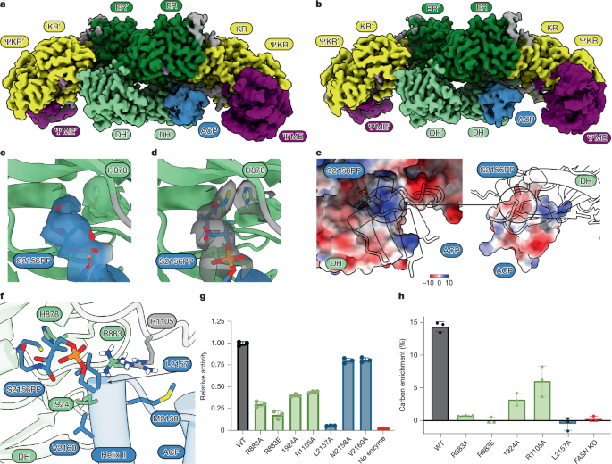 Fig. 4: ACP captured at the DH domain reveals a catalytically competent interaction.