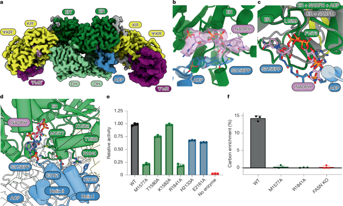 Fig. 5: ACP captured at the ER domain reveals a distinct catalytically competent interaction.