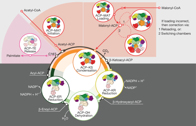 Fig. 6: Proposed mechanism for ACP shuttling of intermediates in hFASN.